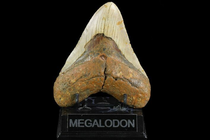 Fossil Megalodon Tooth - North Carolina #124341